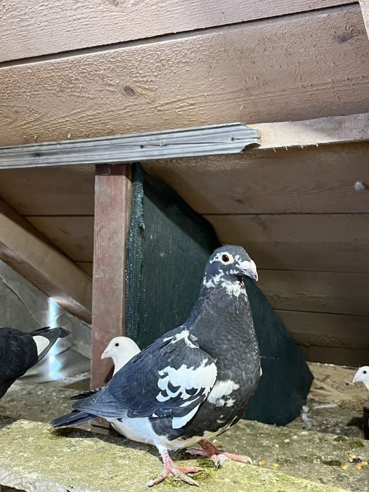 Stil vechi de galati schimb