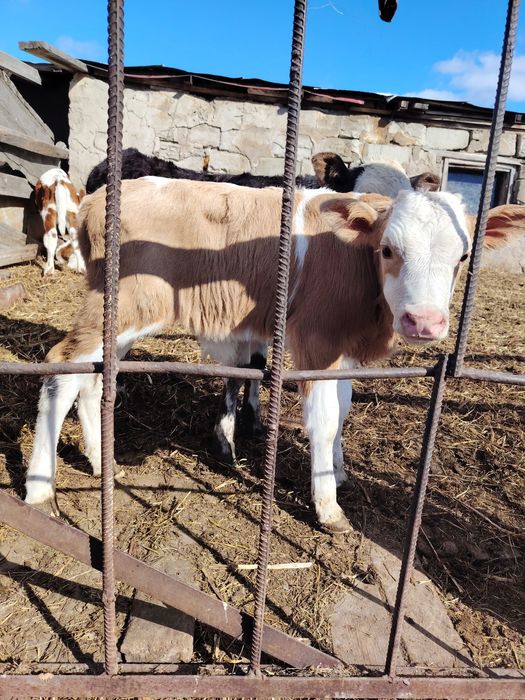 Продам 2х  телят