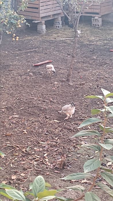 Дамашний товук сотилади