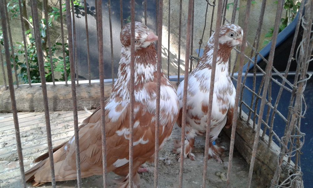 Vând porumbei încălțați de Arad ( Tipleri )