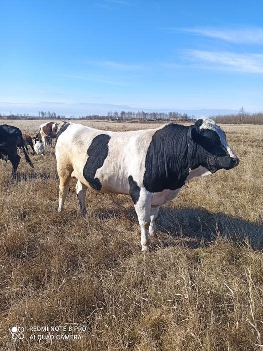 Продам быка стоит на откорме возраст 2,4