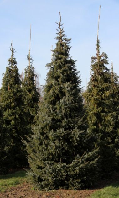 Pachet 50 buc. puieti molid argintiu sarbesc- Picea omorika 4 ani