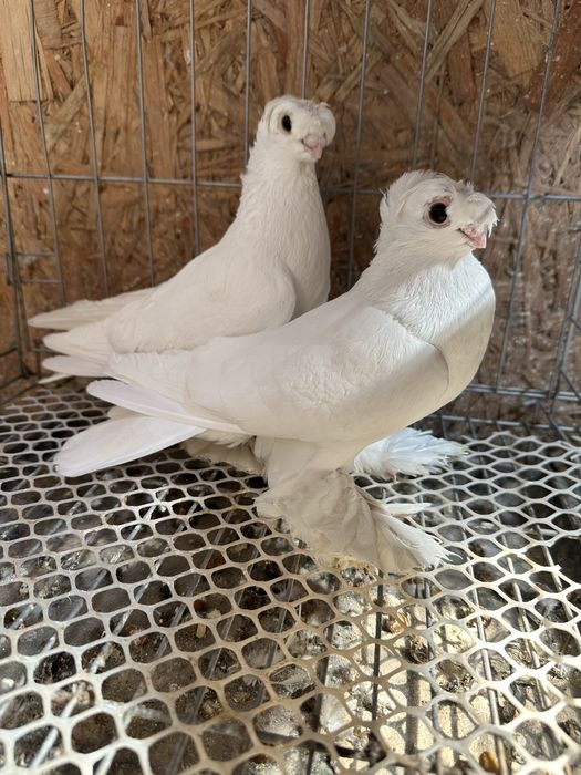 Продам домашних голубей