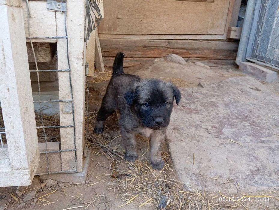 Щенки, бесплатно Тегін қабаған күшіктер!