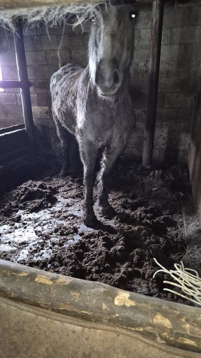 Откормленный мерен