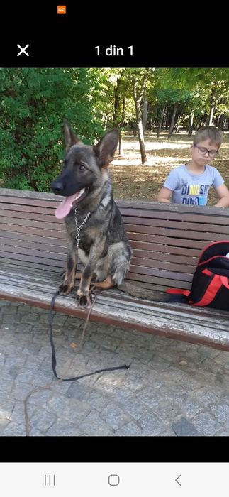 Dog walking Pet sitter Dresaj canin