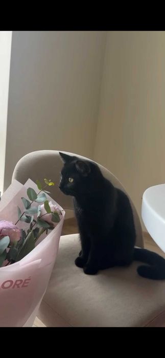 Кошечка в добрые руки!