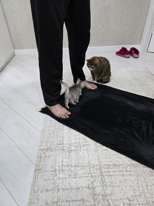 Отдам котенка в хорошие руки!