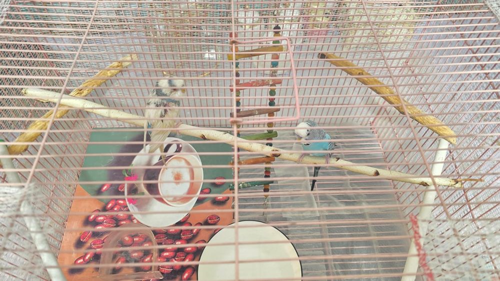 Продам срочно попугаев