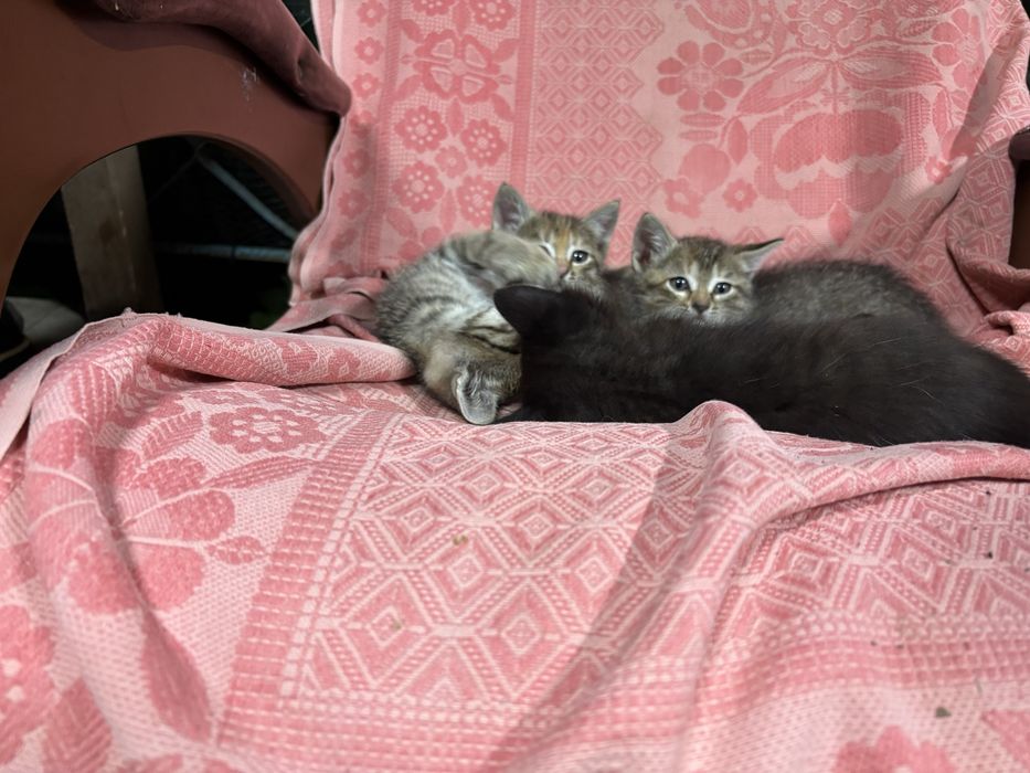 Отдам котят мама мышеловка