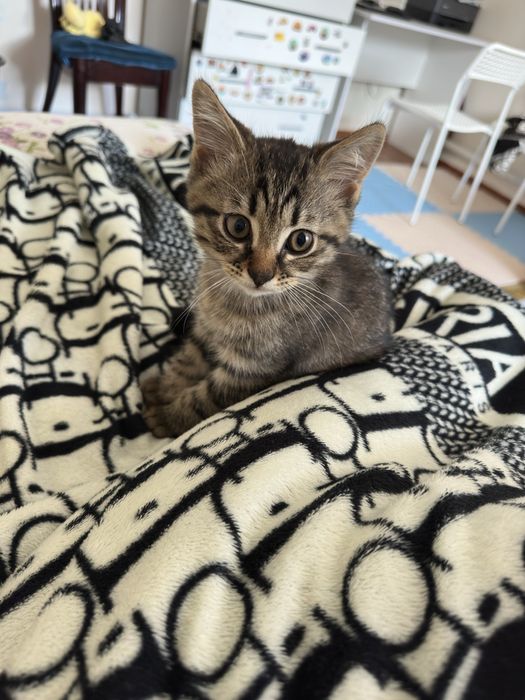 Котёнок мальчик британец