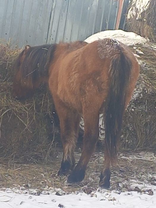 Продам упитанного тайчика (мальчик)