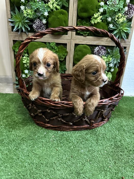 Кавапуу-Той Пудел