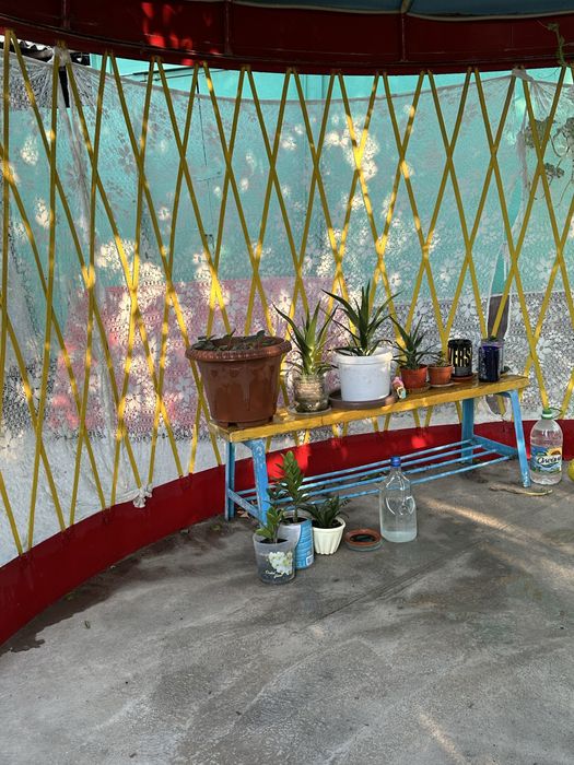 Гүлдер цветы комнатные растения