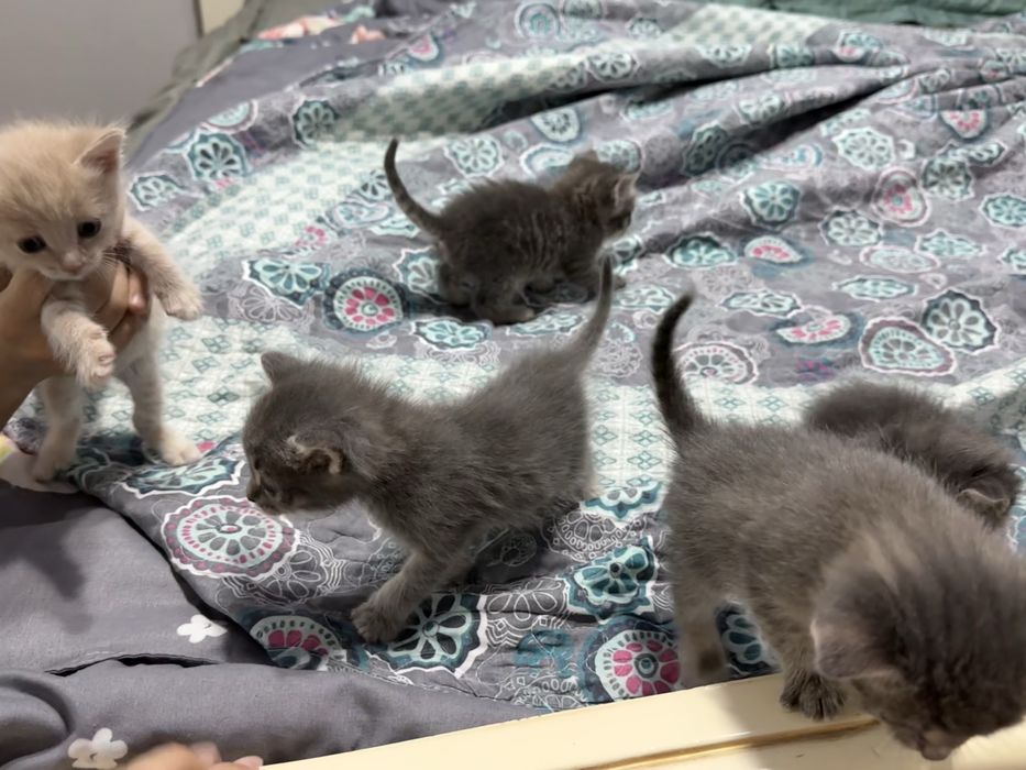 Отдам котят в добрые руки