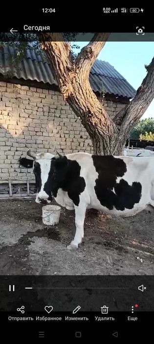 Ала Сиыр сатылады 380 мын