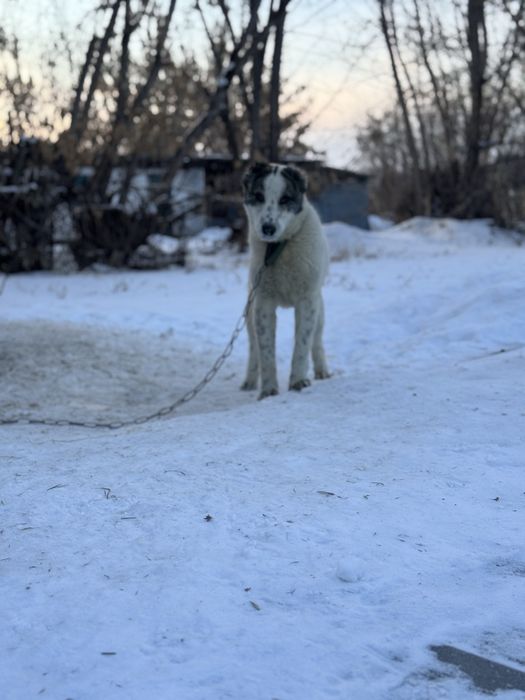 Продам сабаку Алабай