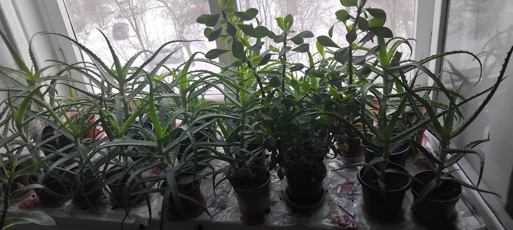 Продам Алое лечебное 3000т Район Бурова