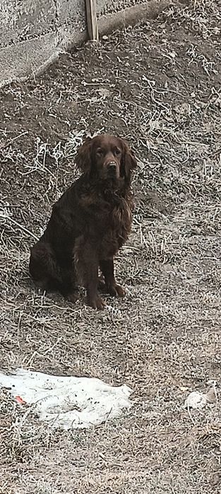 Потерялся ирландский сеттер мальчик