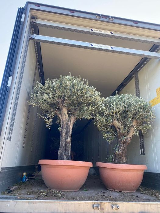 Măslini secular maturi!