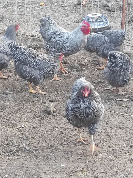 Gaini Plymouth, Cocos, Plymouth Rock Bar