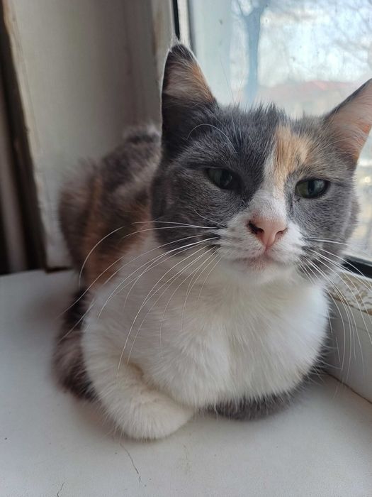 Ищем дом 2 девочкам