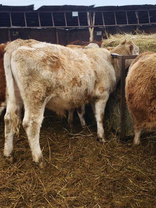 22 бас бұқа круг 1жас 2жас аралас