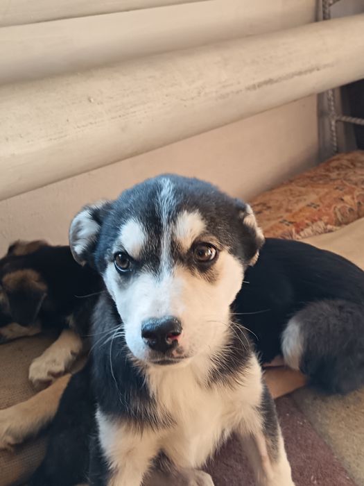 Отдам в добрые руки