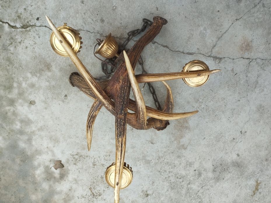 Стар полилей от 3 еленови рога