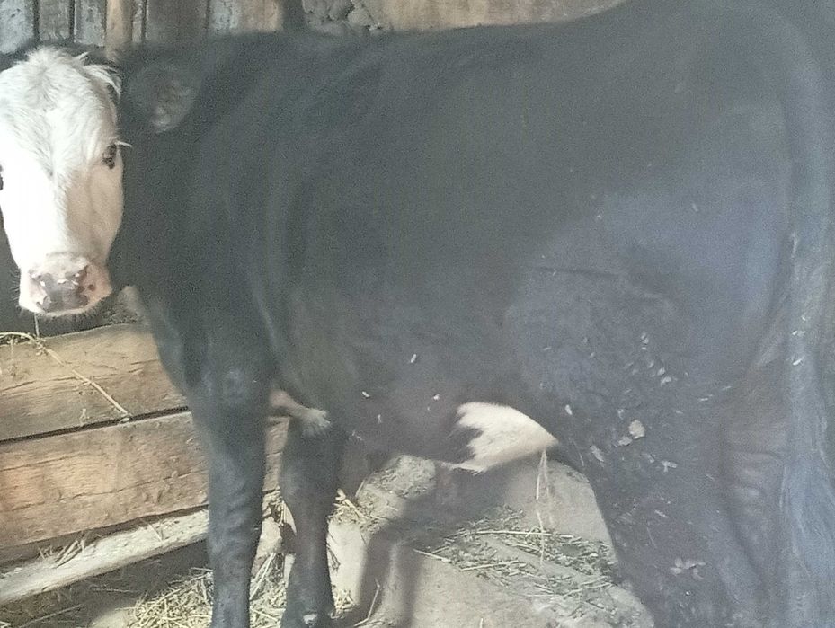 Vând viței de carne