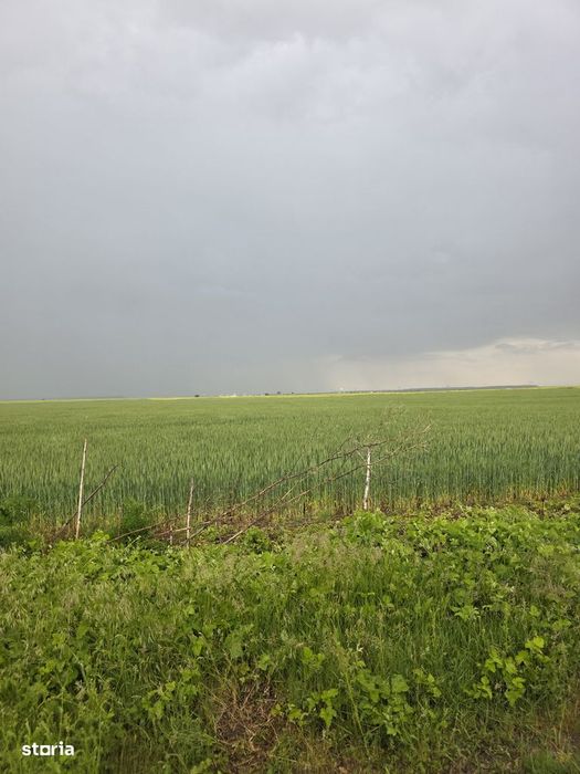 Teren de vanzare in Branesti