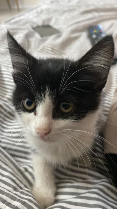 Актобе! Отдаем двух котят бесплатно!