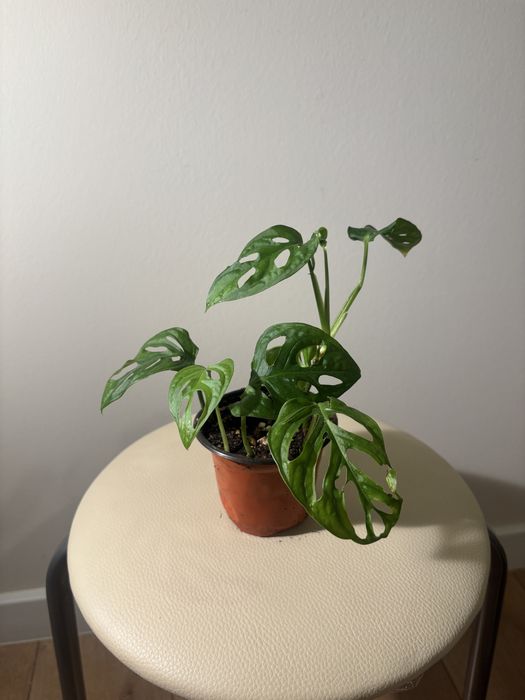 Продам комнатные растения