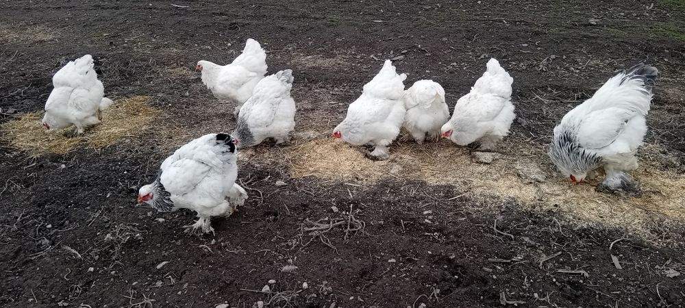 Oua de incubat rațe mute l/eșești și oua de găină  brahma