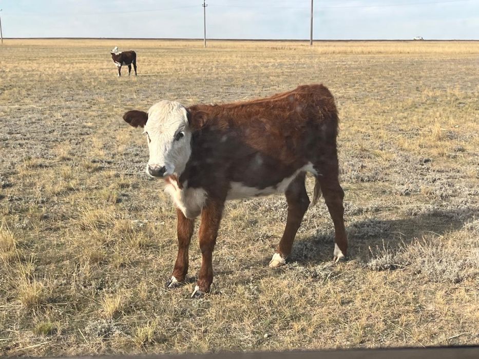 10 бас ургашы падсос