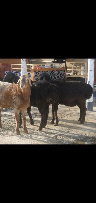 Қой сатылады, екі қара қой