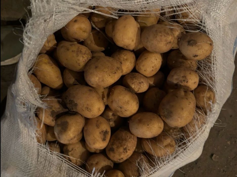 Продам дачную картошку !