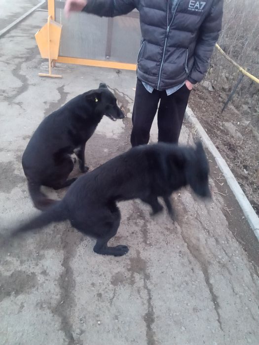 Продам немецкого кабеля