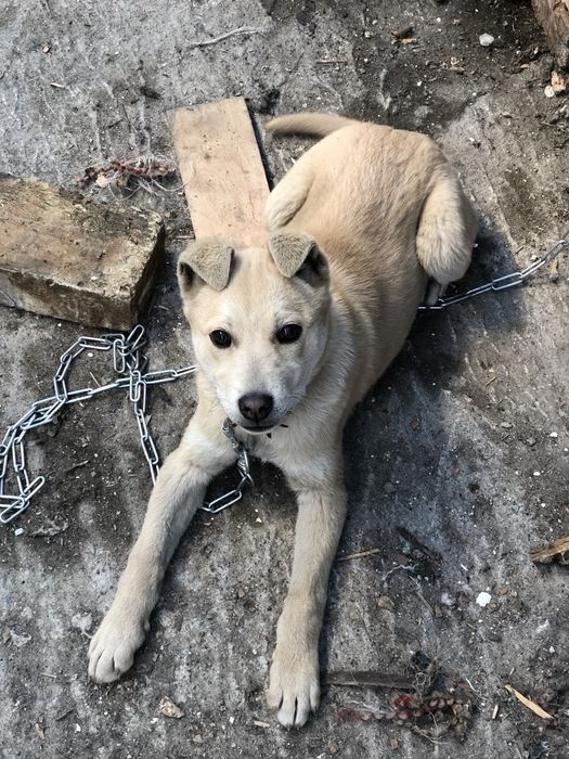 Ищем Лаки добрых хозяев