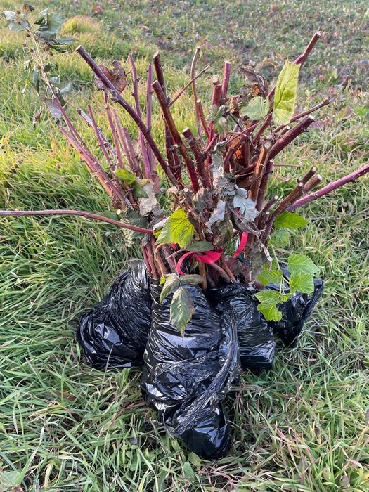 Drajoni Zmeur - Plantația Boabe Dulci