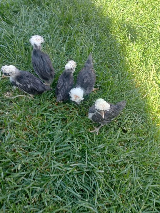 Vând pui de moțată olandeză