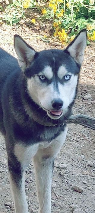 Kuchik sotiladi kelishamiza