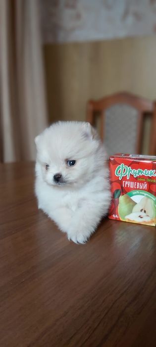 Шпицы кремовые девочки и мальчики