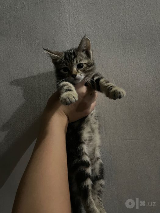 Бесплатно,в добрые руки Котята.