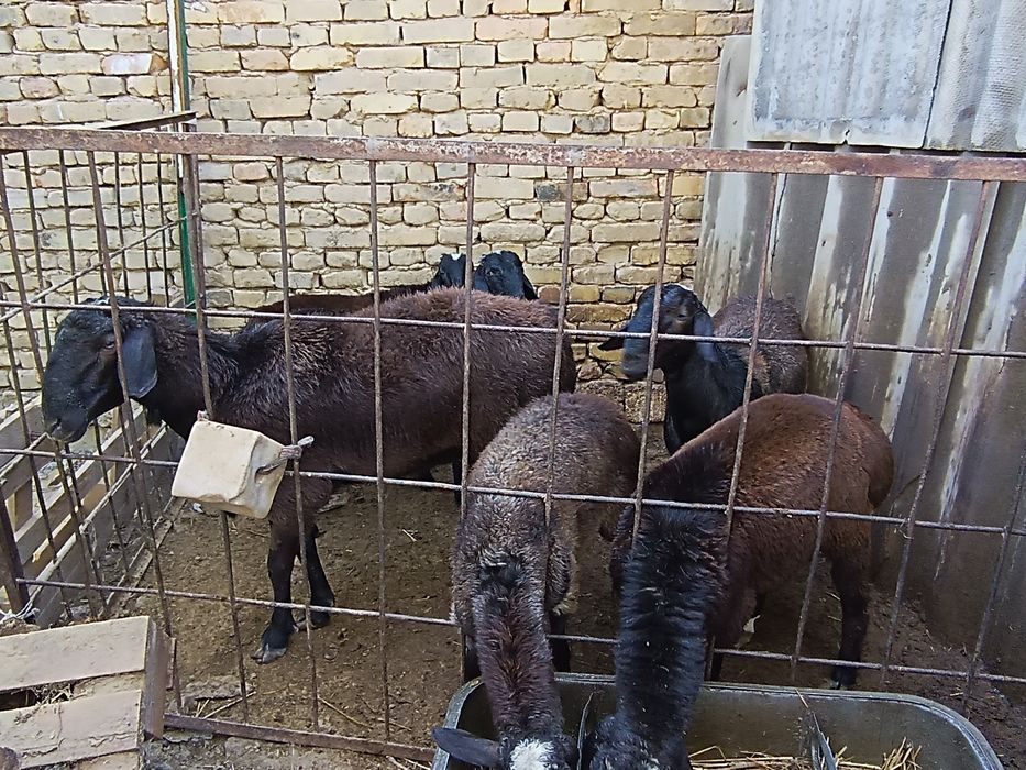 Кой  койлар баран сотилади