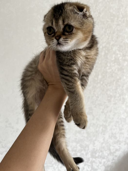 шотландская вислоухая котенок
