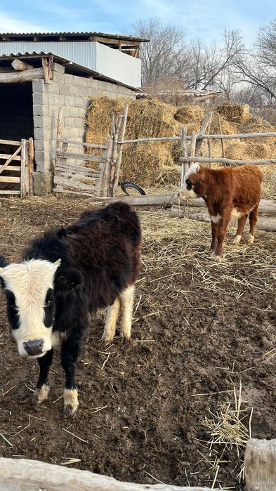 2 баспақ сатылады