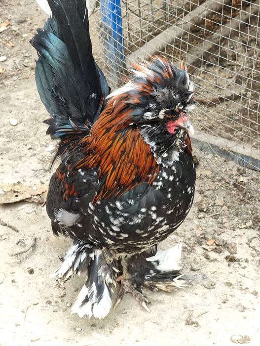 япон товуклар сотилади