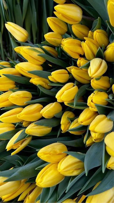 Свежие Тюльпаны алматы