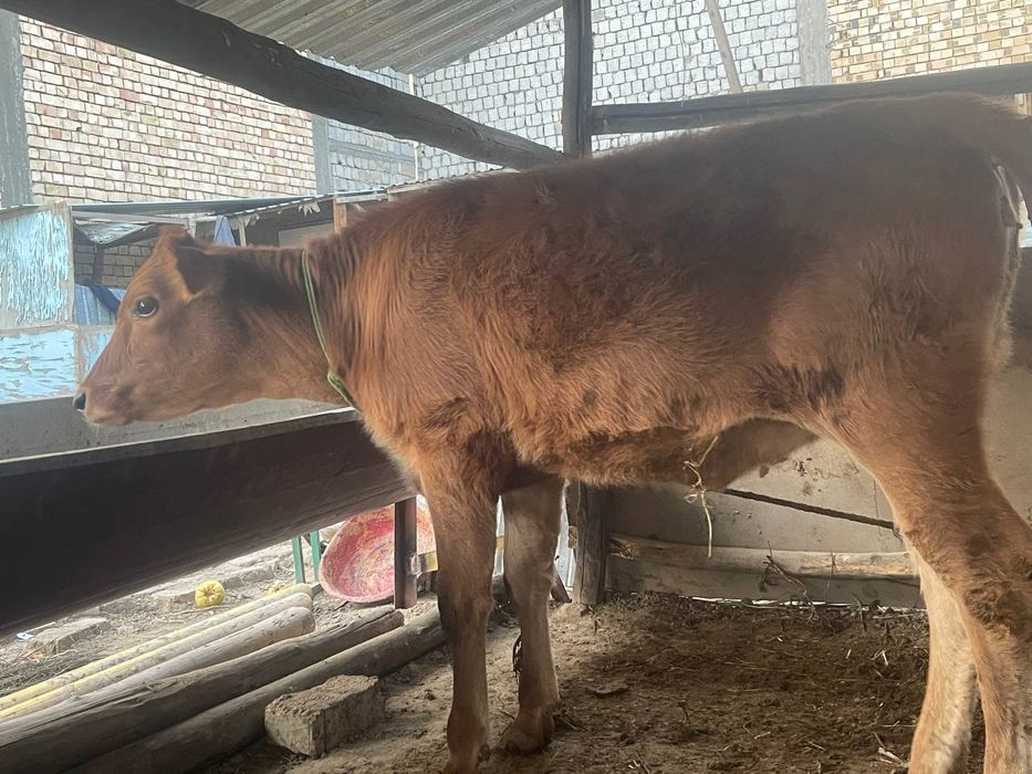 Zotdor buzoq sotiladi